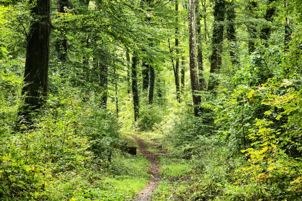 Lost? Nah, just cutting through the woods
