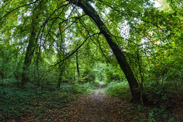 A secret passage under a green canopy