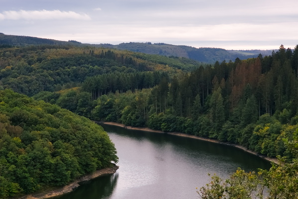 Where the trees go for a swim