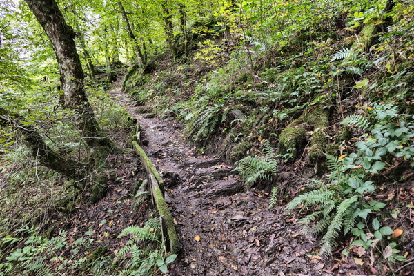 Mossy sentier des amputés
