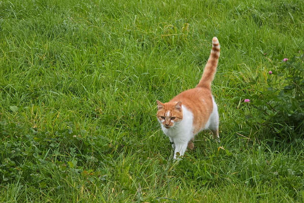 Feline stroll in the greens