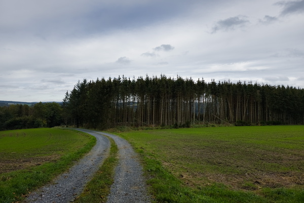 Pathway to the wild heart