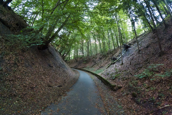 A leafy lane whispering tales of journeys past