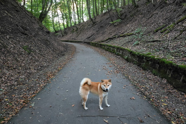 Tail wags on the old rail track
