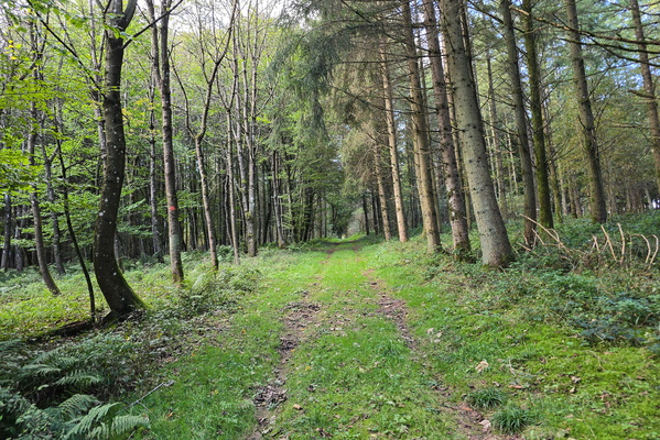 A green ribbon through the silent woods