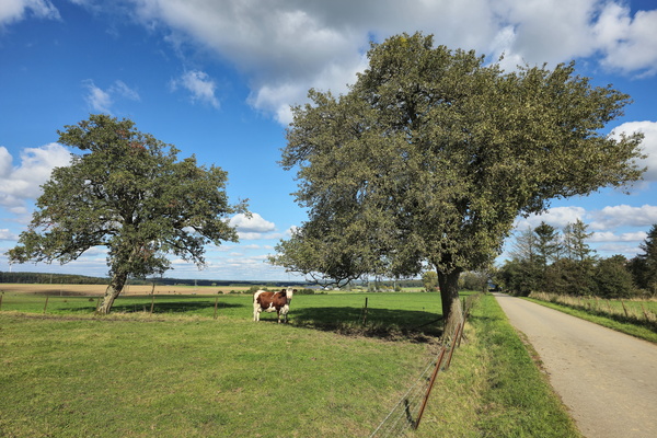 Cow-abunga under the trees!