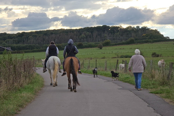 A rural symphony of motion