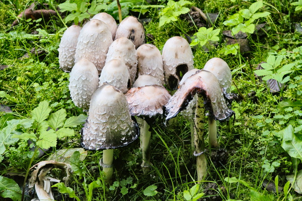 The shroom squad