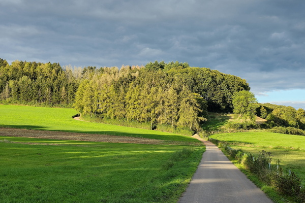 Another road and some trees, how thrilling