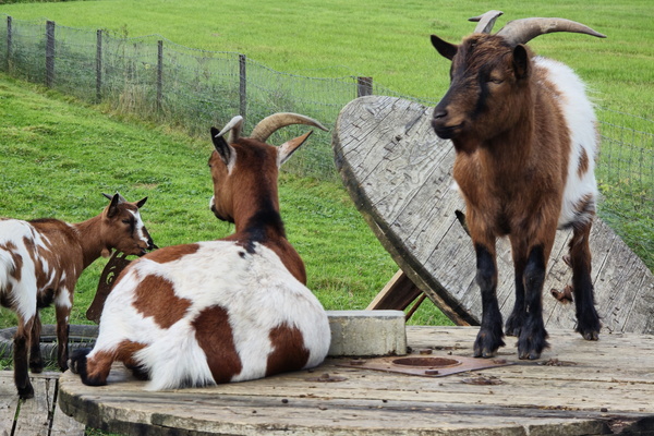 The goat squad of Holzem