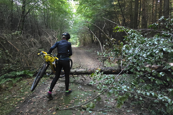Tree down, ride above