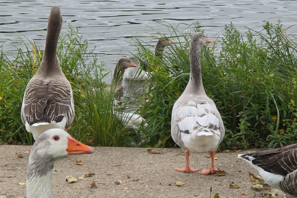 Goose gossip by the river