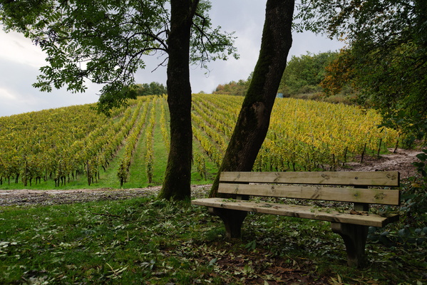 Bench warming, wine awaiting