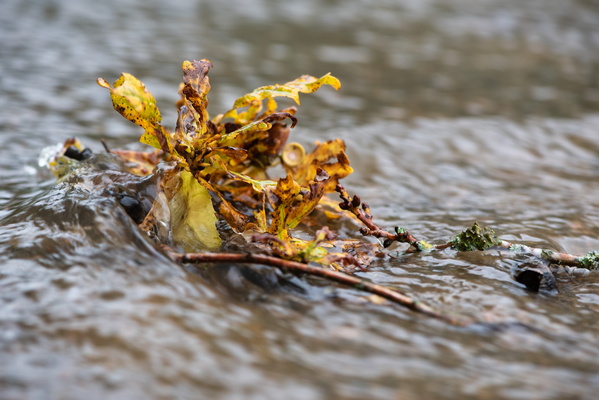 Leaf it to the flood