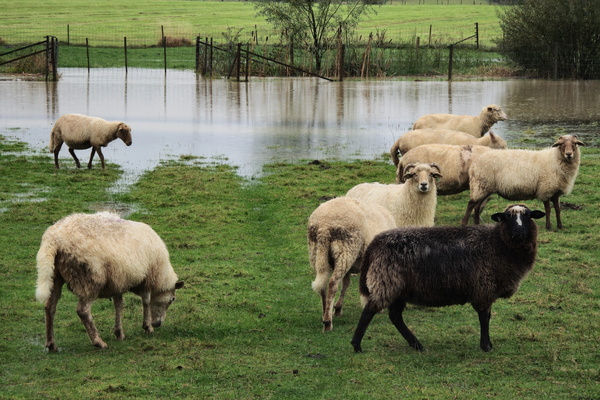 Woolly wanderers by the water