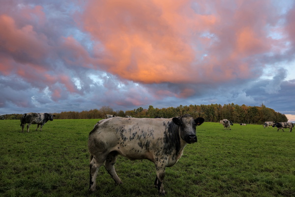 Cow-some sunset spectacle