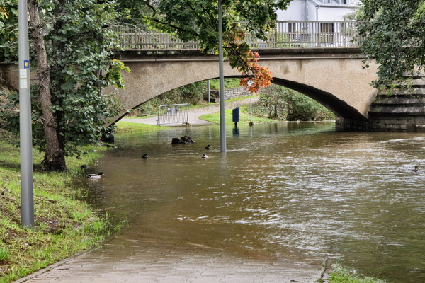 Nature's rhythm: a flooded path finds new life