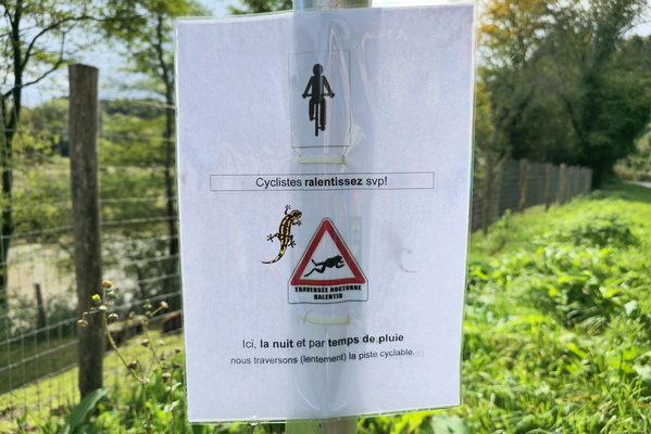 Slow down for the salamanders!