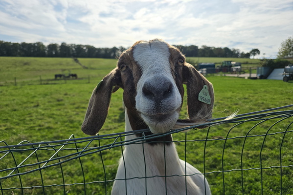 Goat-ing around at the fence