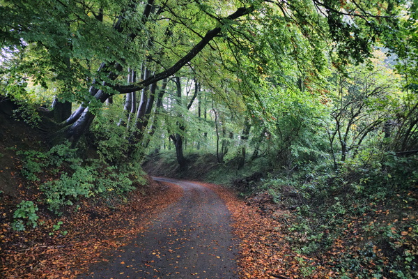 Autumn leaves are falling down