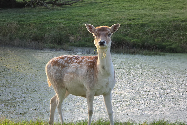 Oh deer, what a stare