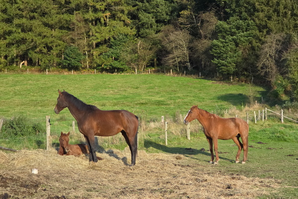 Meeting up in the meadow