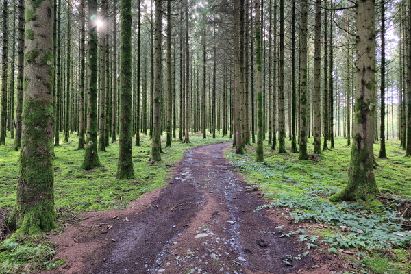 Path of the mossy trunks
