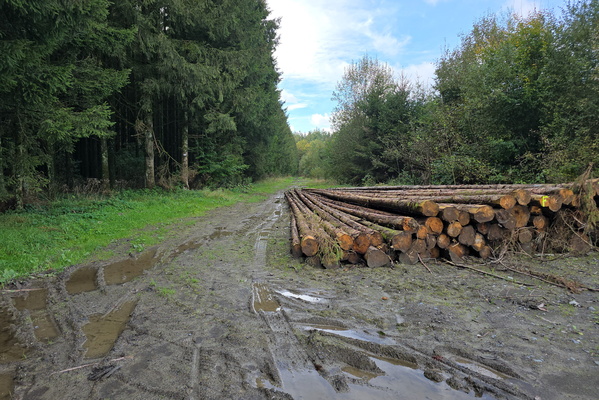 Log jam in the woods