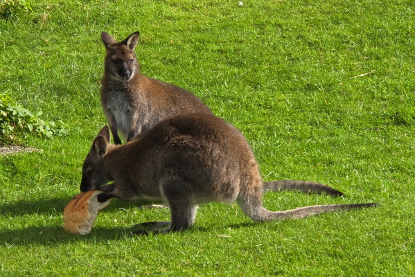 Bread bandits in the grass