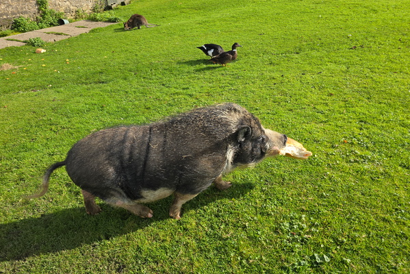 When pigs fly (into the bread)