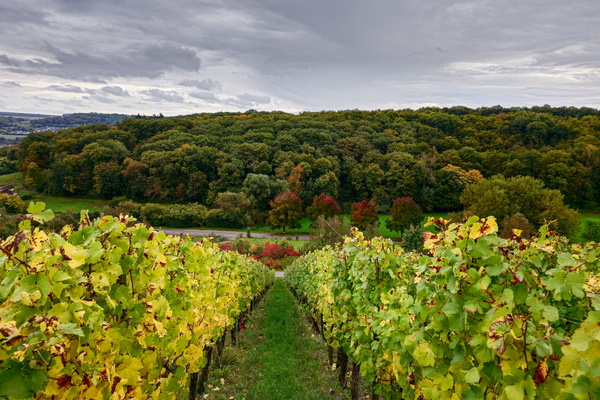 Vineyard views and moody skies