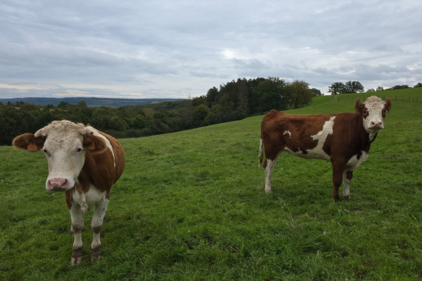 Holy cow, what are you looking at?