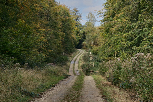 The secret way to the golden wood