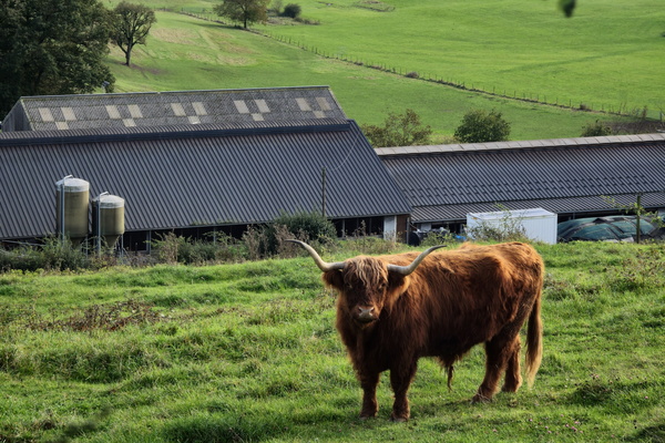 Highland hairball with horns