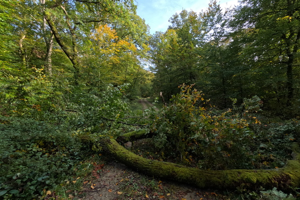 Nature's inviting trail