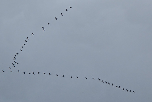 A symphony of wings against the grey