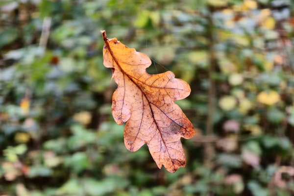 The dance of falling leaves