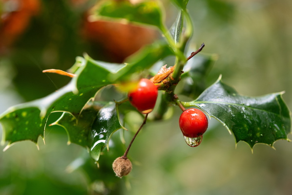 Nature's Ruby Tears