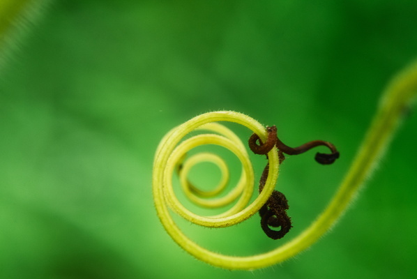 Tending to coil like a green snail