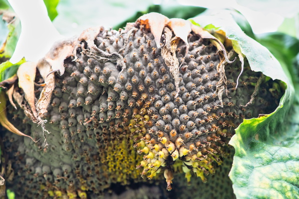 Seed head: when the party's over