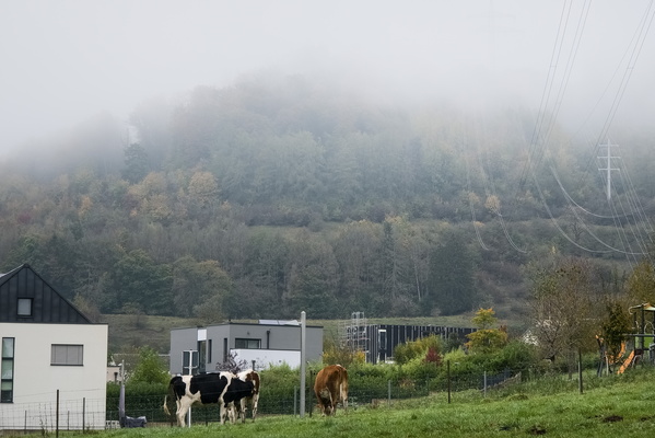 Village life and gentle grazers