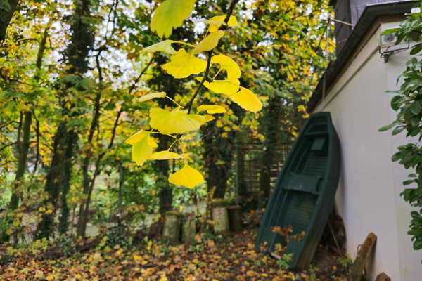 When the leaves turn yellow but the boat stays green