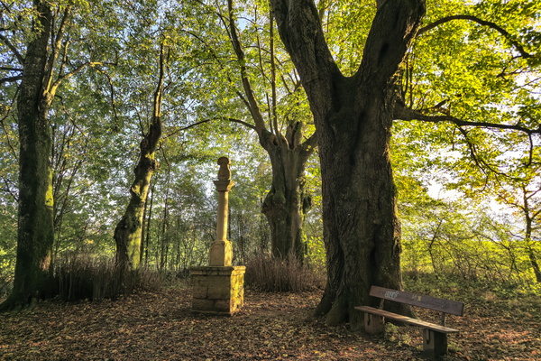 Benchmarking My Tree-Hugging Skills