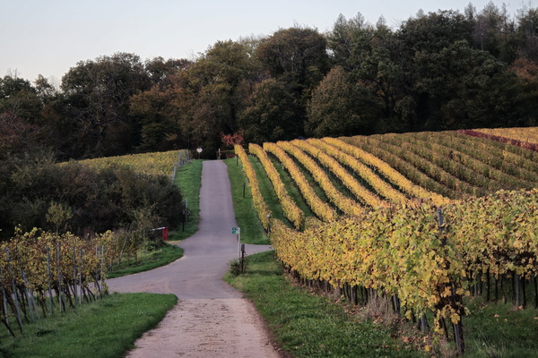 Golden pathways to harvest's heart