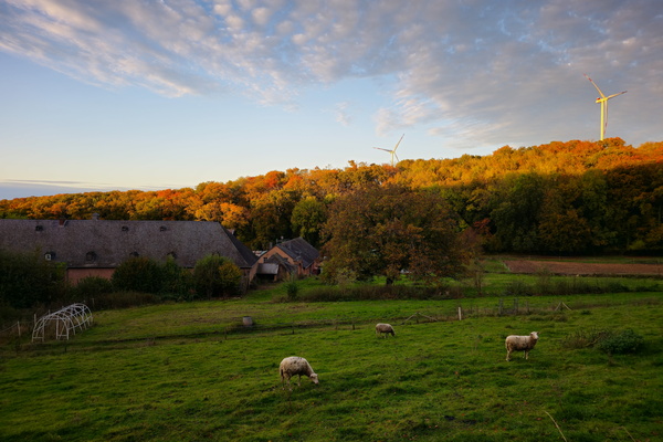 Golden hues, gentle graze