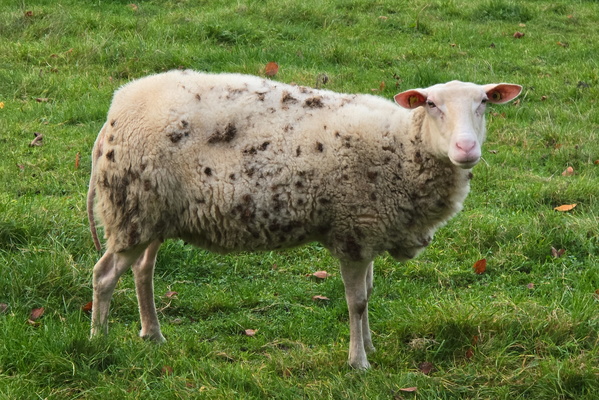 Sheep thrills and grassy hills