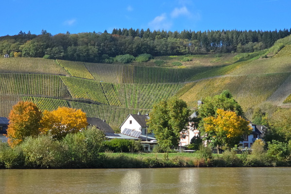 Golden vines, autumn dreams