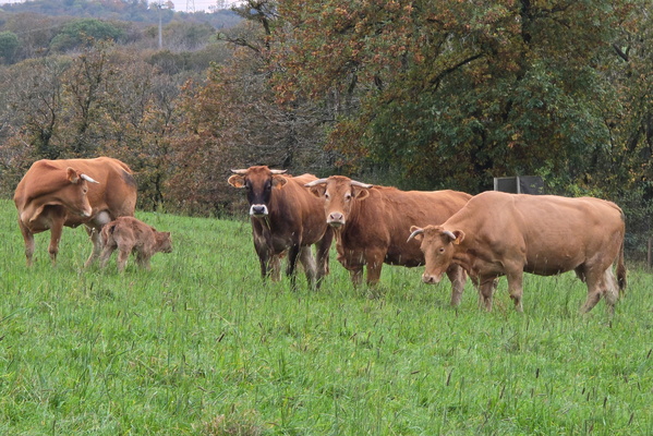 Golden hour grazers in a verdant landscape