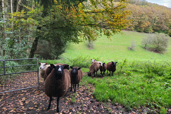 Sheep thrills at Landscheid