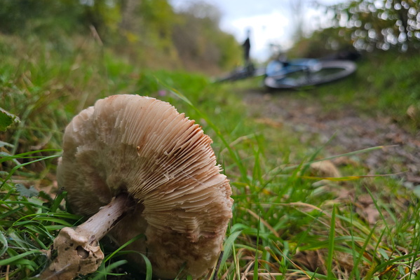 A fungi among us